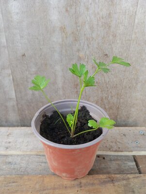 Persil plat plant