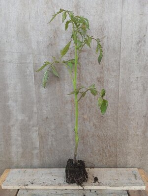Tomate coeur de boeuf plant - unité