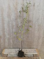 Tomate noir de crimée plant - unité