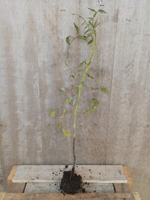 Tomate noir de crimée plant - unité