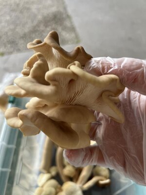 Pleurote coréen / pleurotus spodoleucus