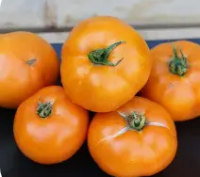 Plants de tomates tangerines
