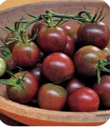 Plants de tomates black pearl