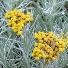 Hydrolat hélichryse italienne bio (helichrysu