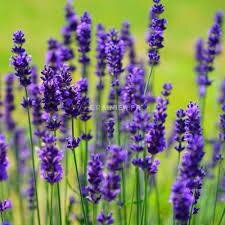 Hydrolat lavande vraie bio (lavandula angusti