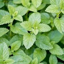 Hydrolat mélisse bio (melissa officinalis)