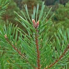 Hydrolat pin sylvestre bio (pinus sylvestris)