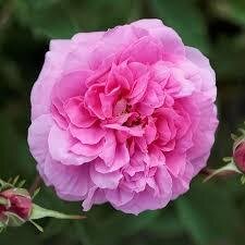 Hydrolat rose bio (rosa damascena