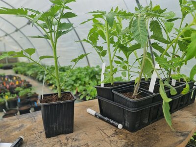Kit - 4 tomates rouges charnues - bio