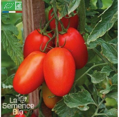 Plant tomate cerise-prince borghese (sechage)