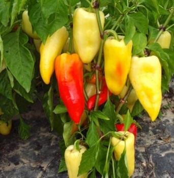 Plant poivron - ferenc tender