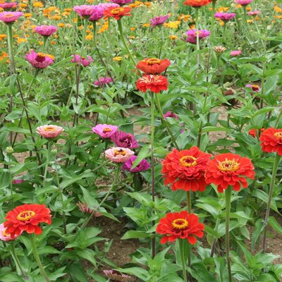 Plant zinnia à grandes fleurs