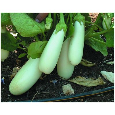 Plant aubergine - longue blanche