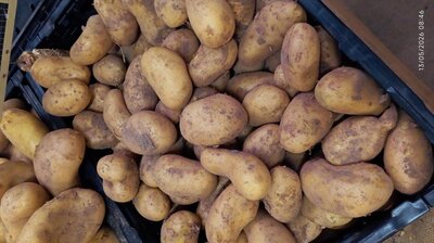Pomme de terre primeur gros calibre