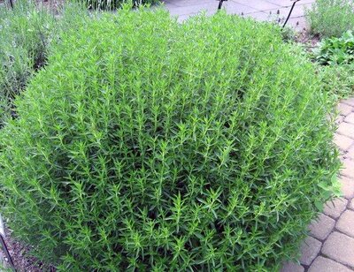 Plant sarriette vivace