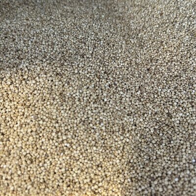 Quinoa