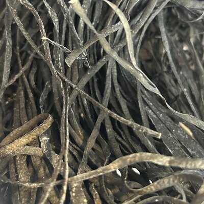 Haricots de mer