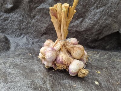 Ail violet