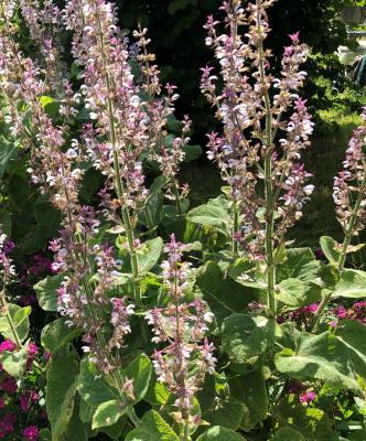 Sauge sclarée (plant)
