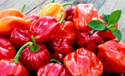 Piment habanero