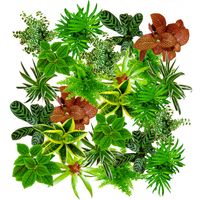 Glycine tubéreuse - 0.5 l