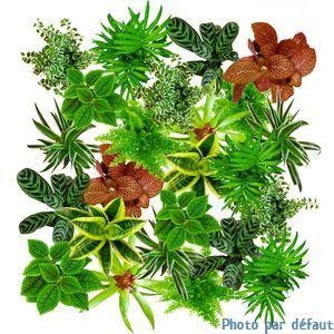 Glycine tubéreuse - 0.5 l