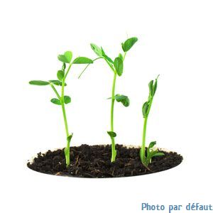 Vivace sauge gregii jaune citron