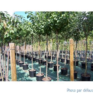 Plant de baie de goji pot 1.5l