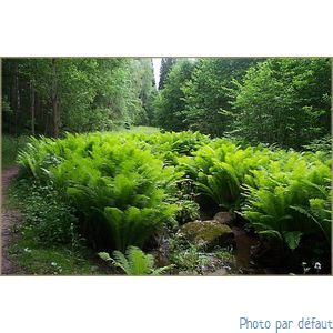 Agapanthe blanche en pot de 3l