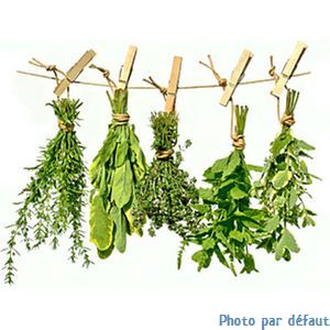 Livèche / ache des montagnes - 0.5 l