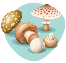 Catégorie Champignons
