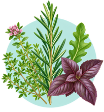 Catégorie Plantes aromatiques, médicinales