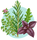 plantes-aromatiques-medicinales