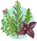 Plantes aromatiques, médicinales