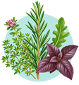 Catégorie Plantes aromatiques, médicinales